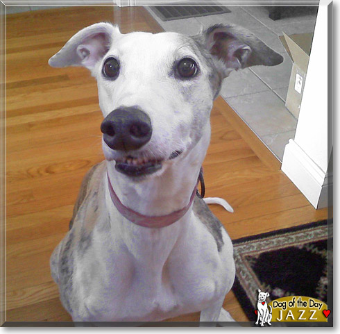 Jazz, the Dog of the Day