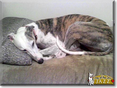Jazz, the Dog of the Day
