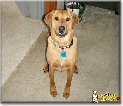 Lewey, the Dog of the Day