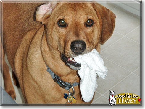 Lewey, the Dog of the Day