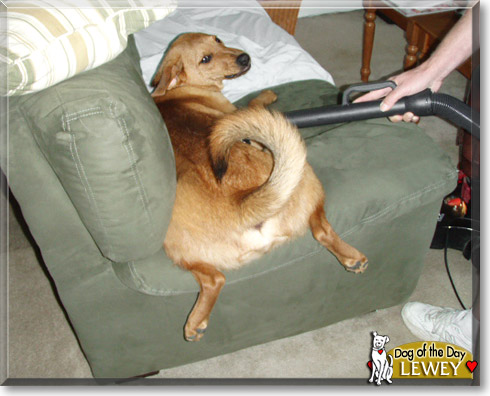 Lewey, the Dog of the Day