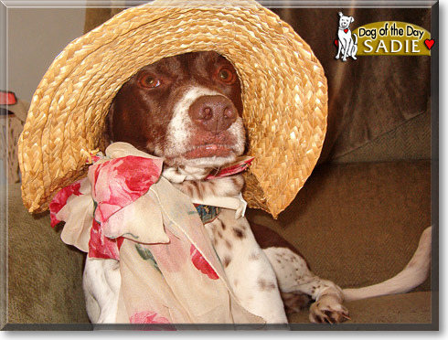 Sadie, the Dog of the Day