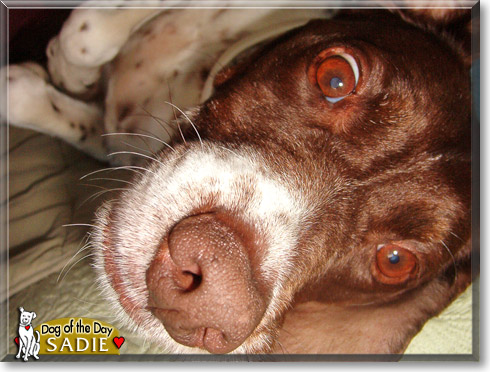 Sadie, the Dog of the Day
