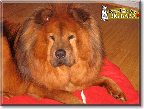 Big Baba, the Dog of the Day