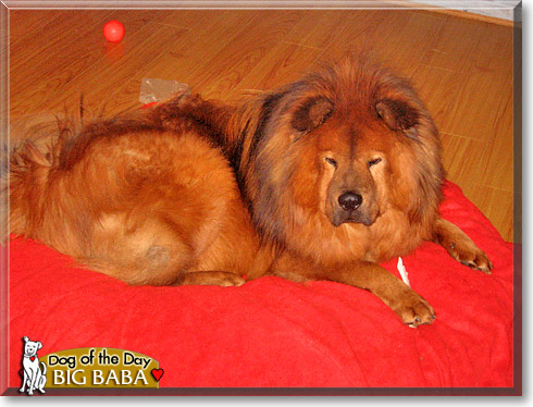 Big Baba, the Dog of the Day