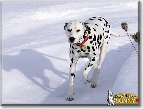 Sunny, the Dog of the Day