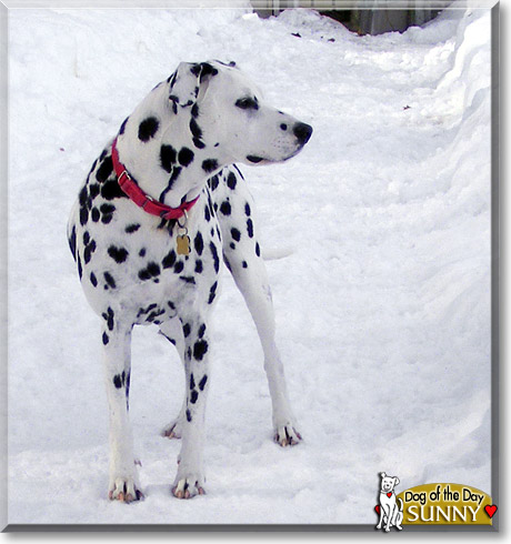 Sunny, the Dog of the Day