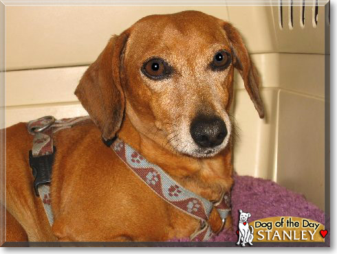 Stanley, the Dog of the Day