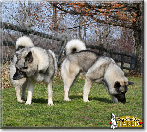 Jared, the Dog of the Day