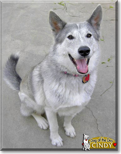 Cindy, the Dog of the Day
