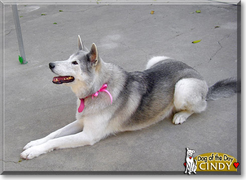 Cindy, the Dog of the Day