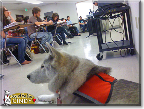 Cindy, the Dog of the Day