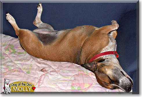 Molly, the Dog of the Day