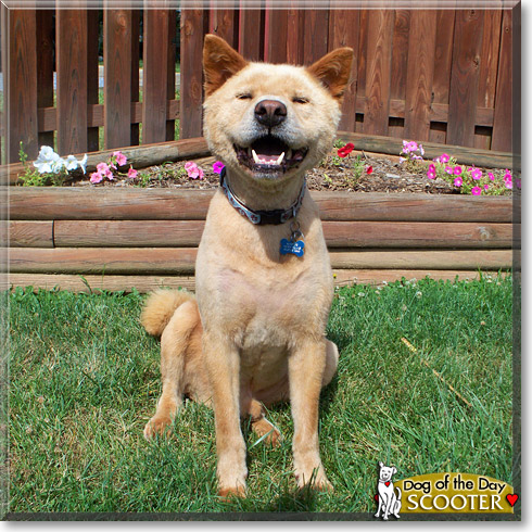 Scooter, the Dog of the Day