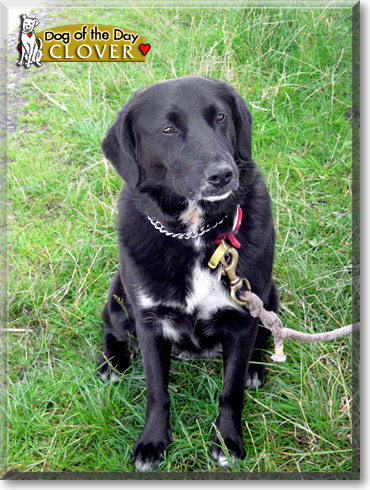 Clover, the Dog of the Day