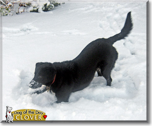 Molly, the Dog of the Day