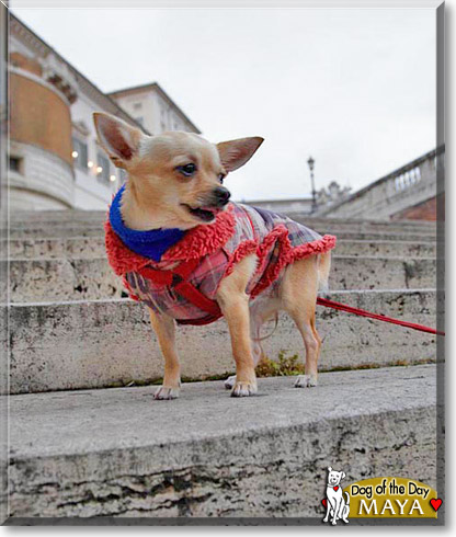 Maya, the Dog of the Day