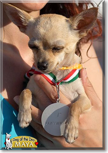 Maya, the Dog of the Day