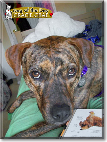 Gracie Grae, the Dog of the Day