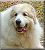 Denny