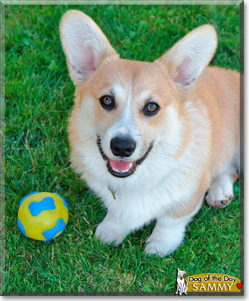 Sammy, the Dog of the Day