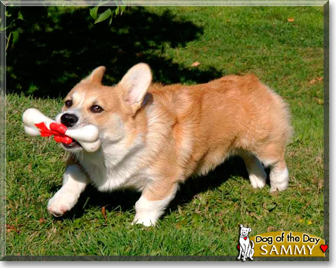 Sammy, the Dog of the Day