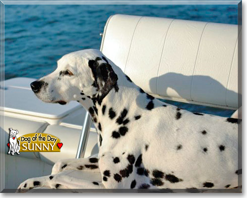 Sunny, the Dog of the Day