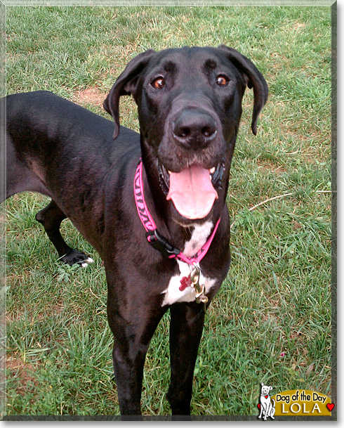 Lola, the Dog of the Day