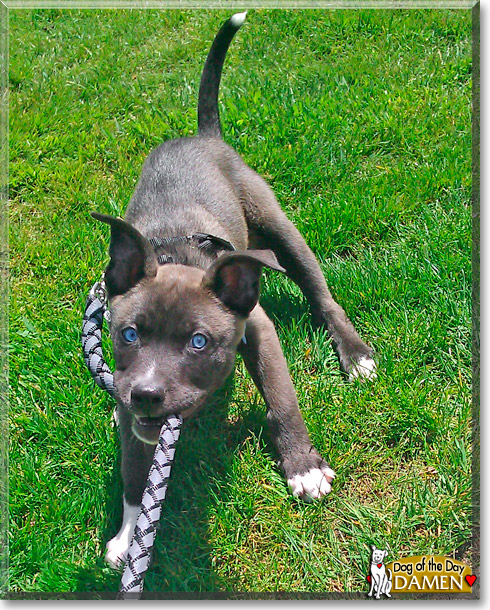 Damen, the Dog of the Day Damen, the Dog of the Day