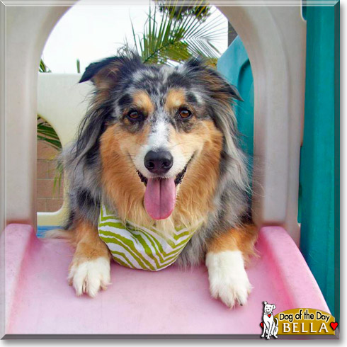 Bella, the Dog of the Day