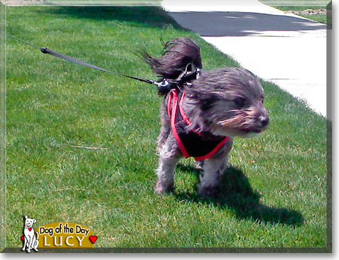 Lucy, the Dog of the Day