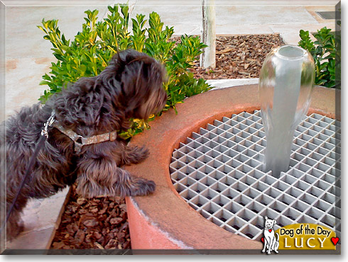 Lucy, the Dog of the Day