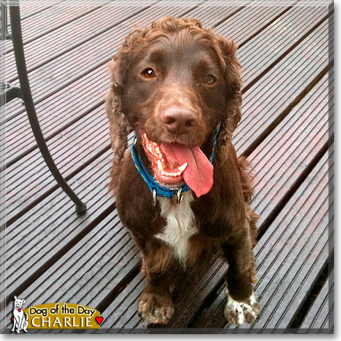 Charlie, the Dog of the Day