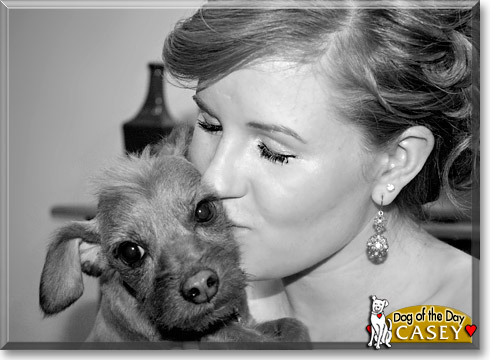Casey, the Dog of the Day