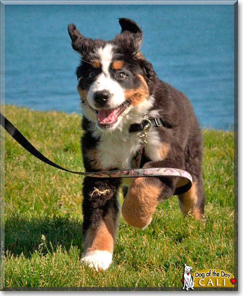 Cali, the Dog of the Day