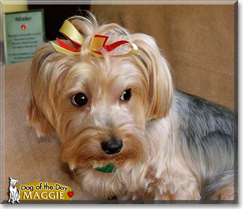 Maggie, the Dog of the Day