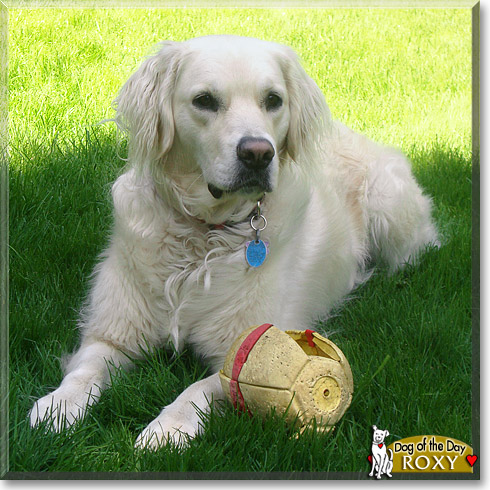 Roxy, the Dog of the Day