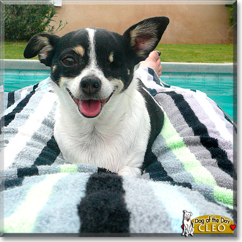 Cleo, the Dog of the Day