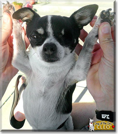 Cleo, the Dog of the Day