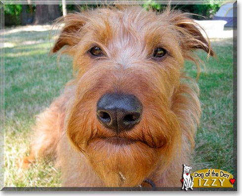 Izzy, the Dog of the Day