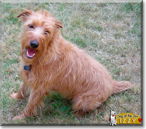 Izzy, the Dog of the Day