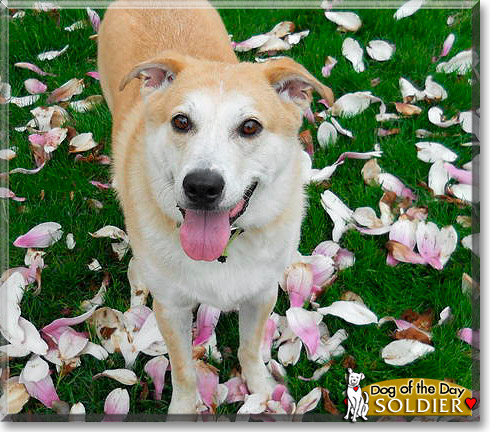 Soldier, the Dog of the Day