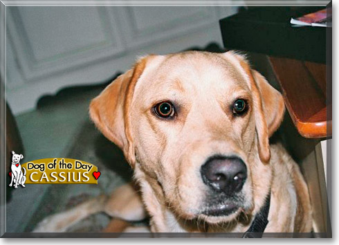 Cassius, the Dog of the Day