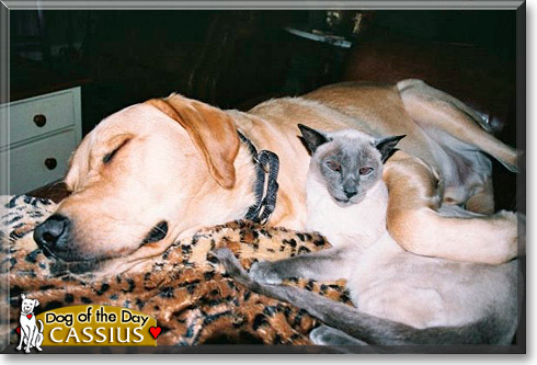 Cassius, the Dog of the Day