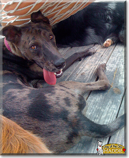 Haddie, the Dog of the Day