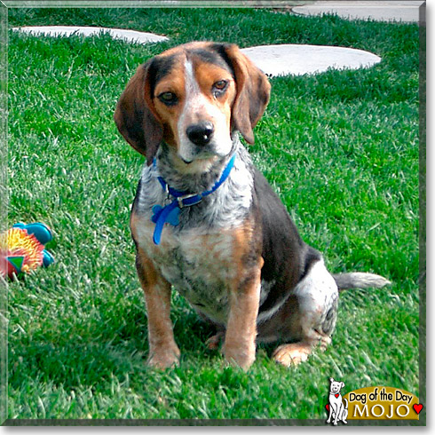 Mojo, the Dog of the Day Mojo, the Dog of the Day