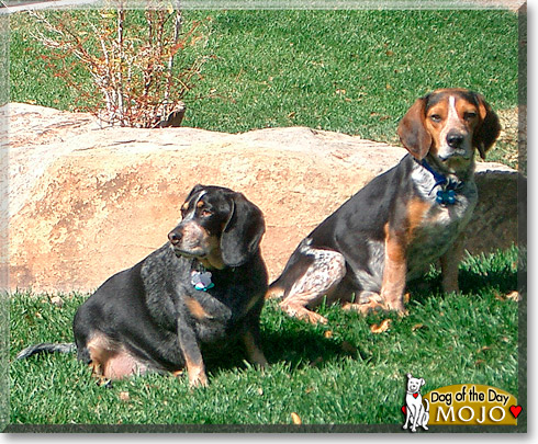 Mojo, the Dog of the Day Mojo, the Dog of the Day
