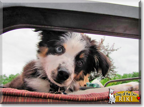 Riki, the Dog of the Day