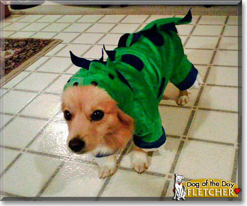Fletcher, the Dog of the Day
