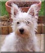 Angus